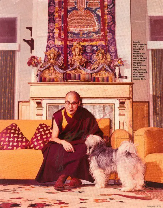 Dalai Lama sitting on the sofa while his Shih Tzu is on the floor looking at him