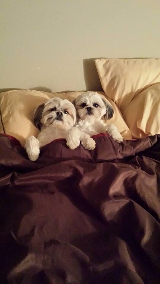 two Shih Tzus in bed