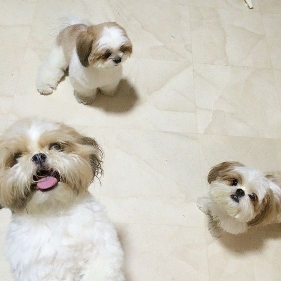 Shih Tzus on the floor