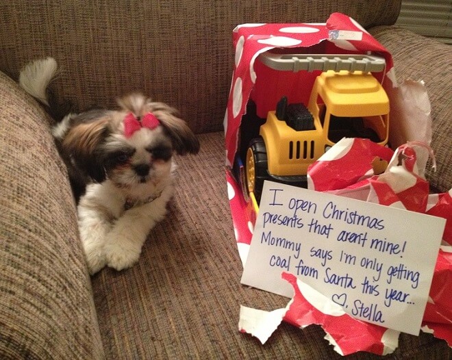 shih tzu in a couch guilty