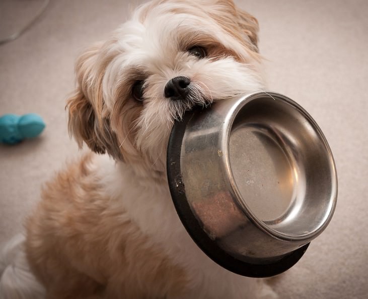 shih tzu carrying a bowl with its mouth