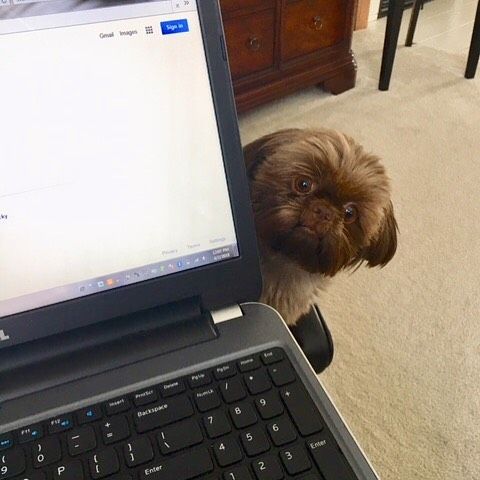 Shih Tzu dog peeking from behind the laptop