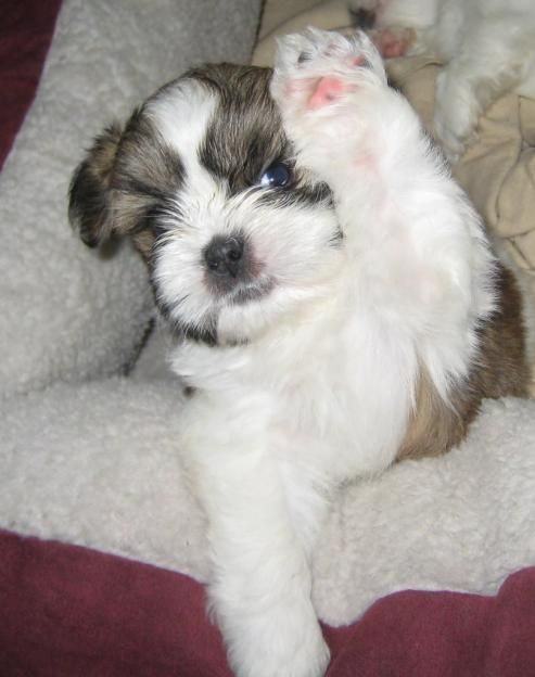 shih tzu pup high five