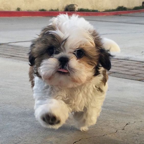 shih tzu puppy running
