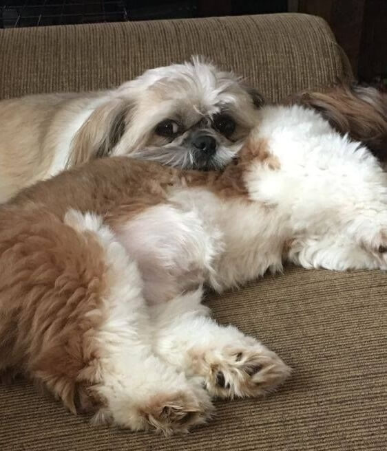 shih tzu in a couch with its head resting on another dog