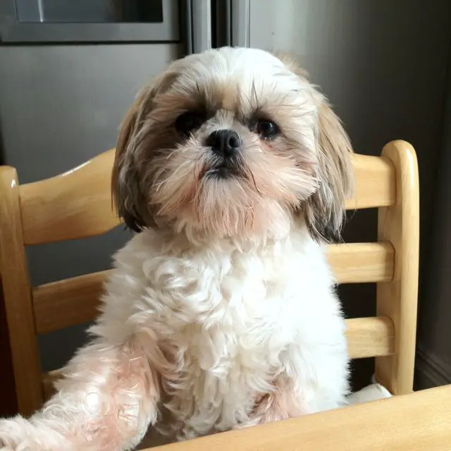 shih tzu sitting on a chair in the table