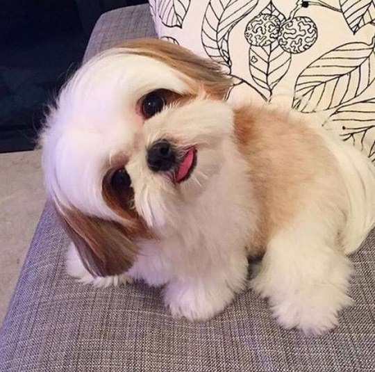 shih tzu tilt head