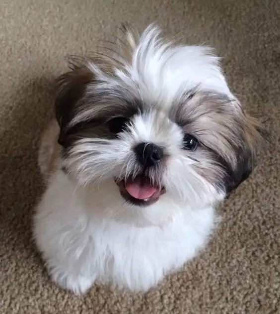 cute shih tzu puppy