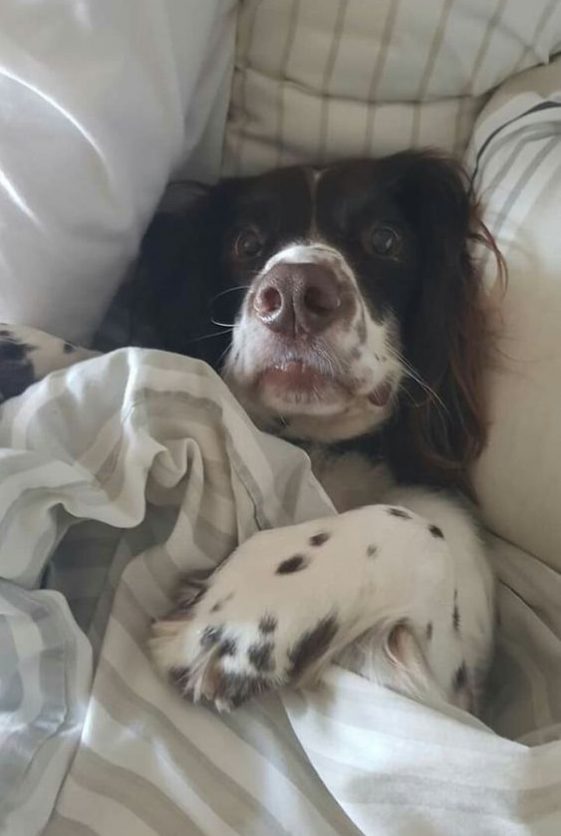 Springer Spaniels in bed