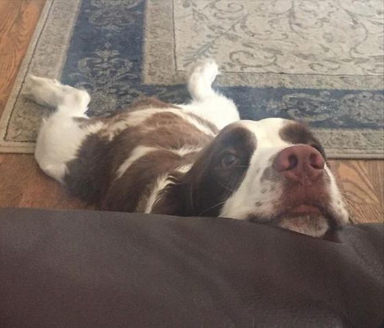 begging Springer Spaniels 