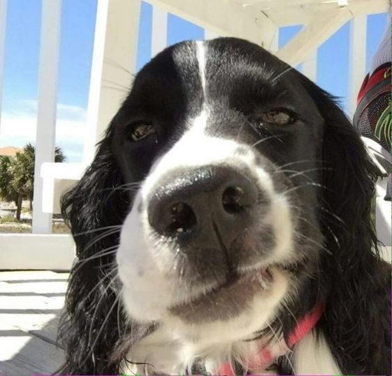 Springer Spaniels face