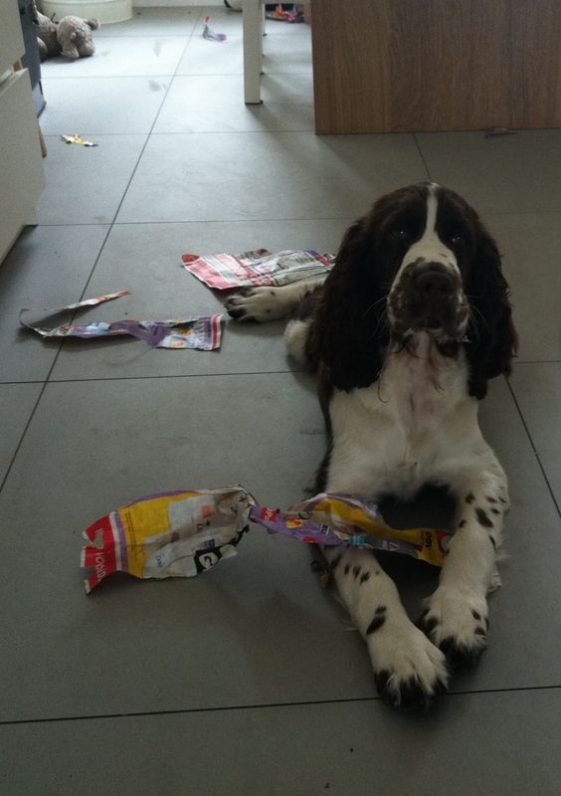 Springer Spaniels destroyed the bag of chips