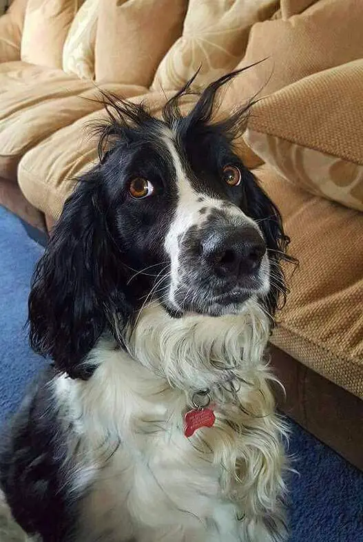 Springer Spaniels with crazy hair