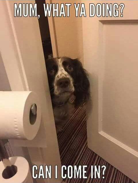 Peeking Springer Spaniels in the bathroom