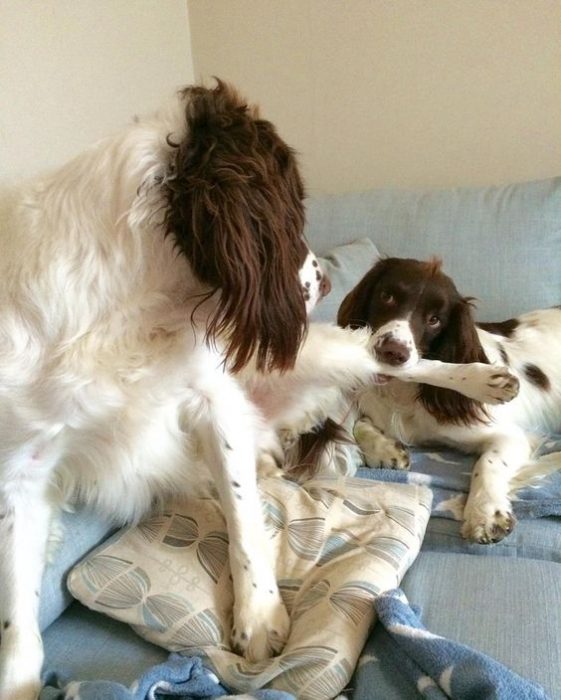 Springer Spaniels eating feet