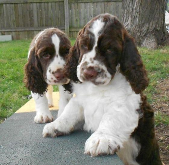 Springer Spaniels at the park