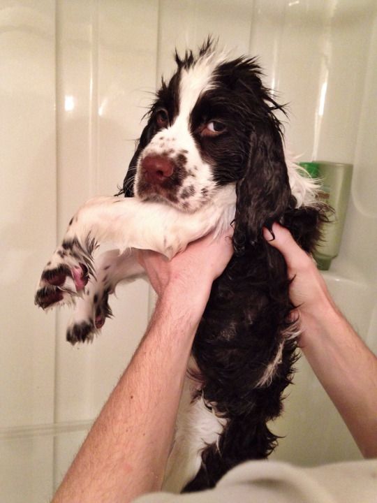 Springer Spaniels taking a bath