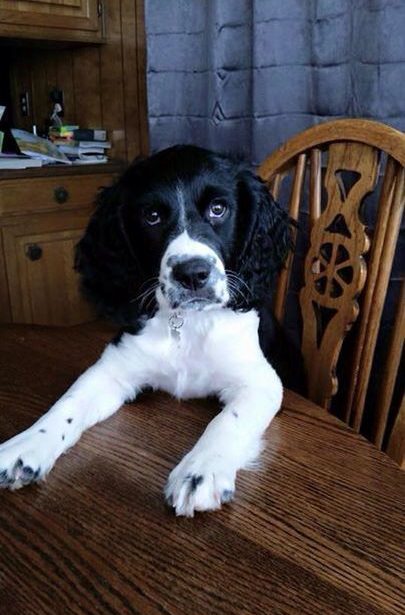 Springer Spaniels in table