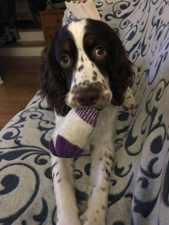 Springer Spaniels chewing socks