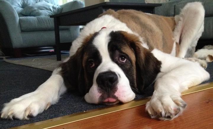 St Bernard dog lying on the floor with its sad face