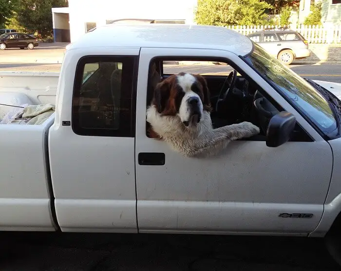 St Bernard dog sitting on the passenger seat of the car