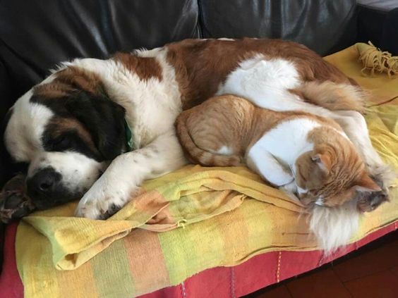 St Bernard sleeping on the couch with a cat