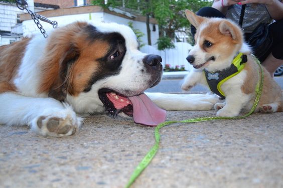 Bernard with corgi dog