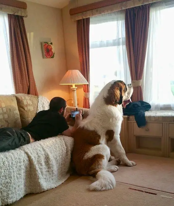 St Bernard dog sitting on the floor while looking out the window