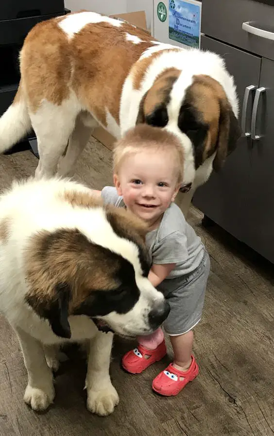 two St Bernard dogs with a kid in the kitchen