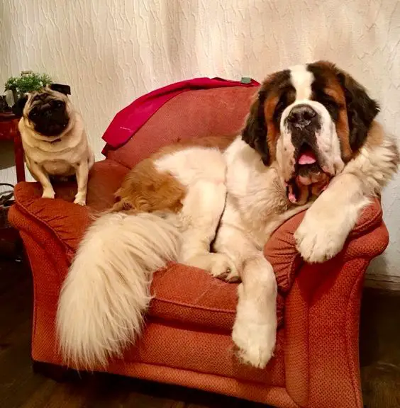 St Bernard dog sitting on the couch with a pug