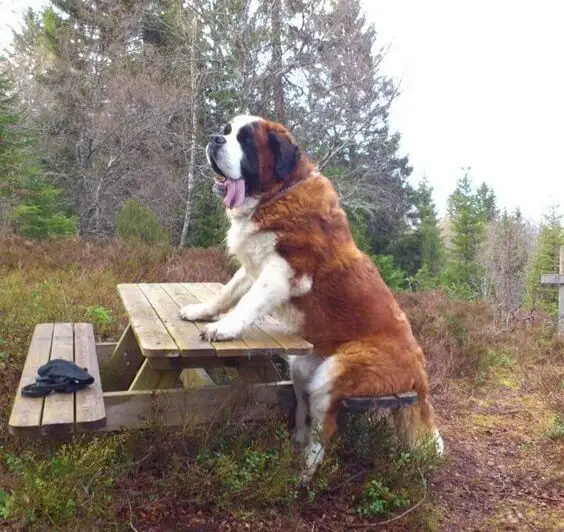 St Bernard dog sitting on a bench in the forest while while its hand in the table and tongue sticking out