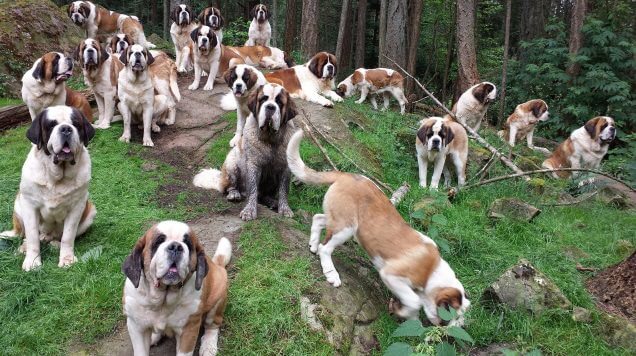 St Bernard dog in the mountain