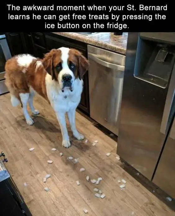 photo of St Bernard dog in the kitchen with a guilty face and a text 