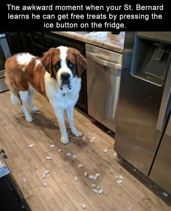 photo of St Bernard dog in the kitchen with a guilty face and a text 