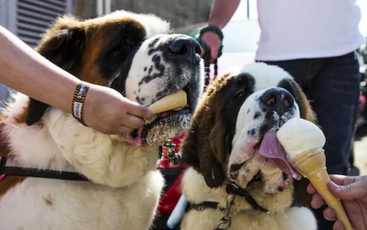 two St Bernard dogs eating icecream