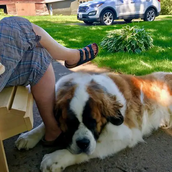 St Bernard dog lying on the ground closely to the feet of its owner