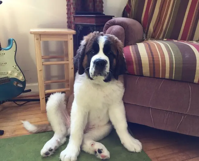 St Bernard dog sitting on the floor leaning on the couch