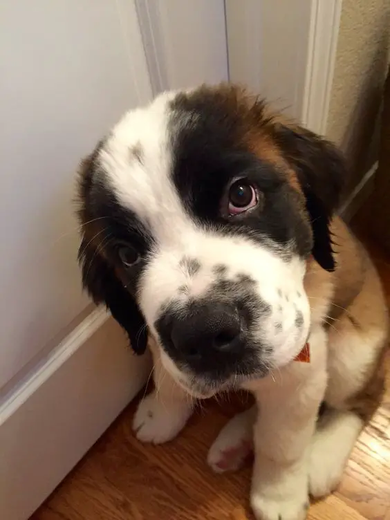 St Bernard puppy sitting on the floor while staring