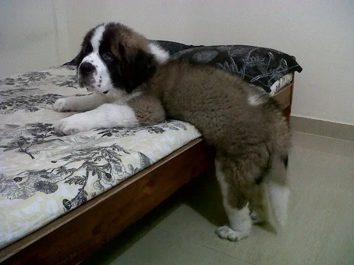St Bernard puppy with its begging face attempting to go to the bed
