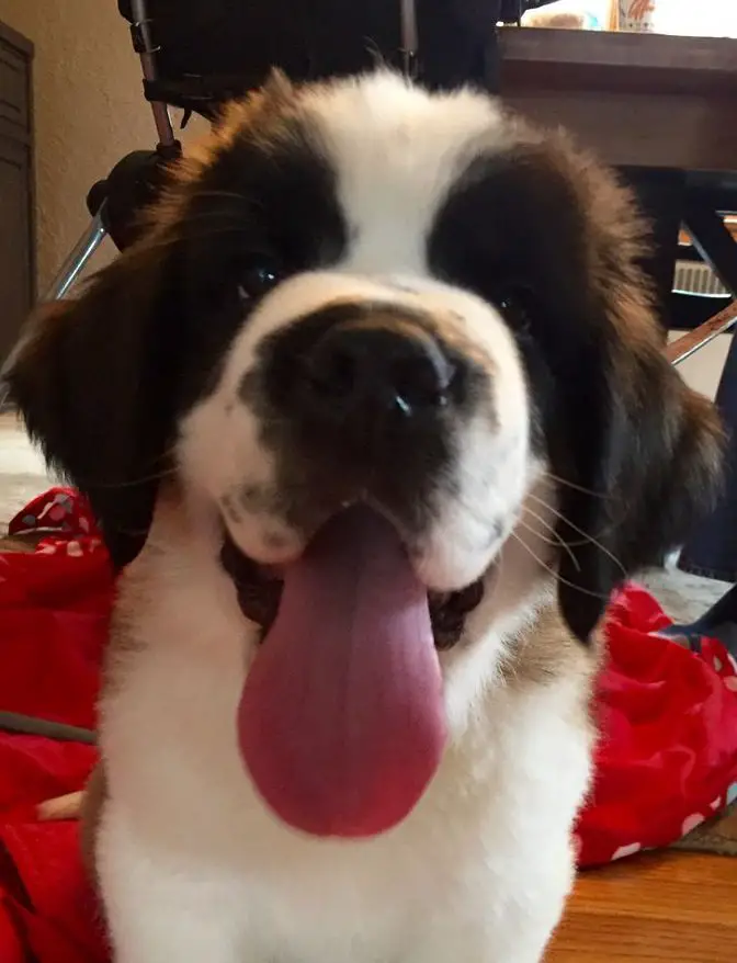 excited St Bernard dog with its tongue sticking out