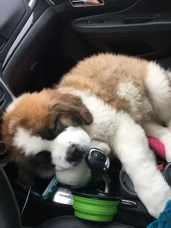 St Bernard puppy sleeping on the car seat