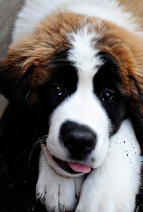 St Bernard dog smiling