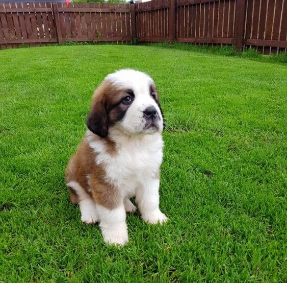 St Bernard puppy sitting on the green grass