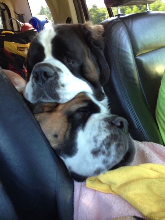 St Bernard dog in the between the seats of the car