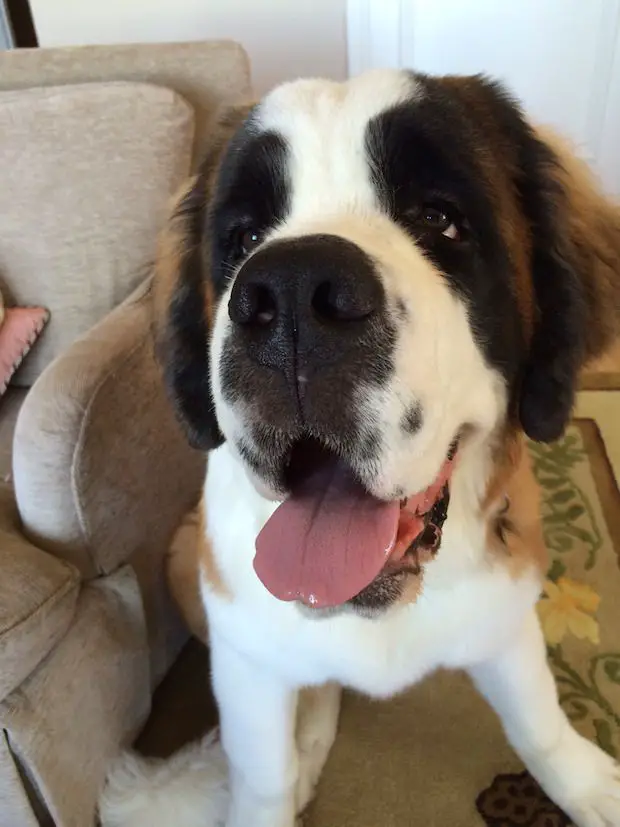 happy St Bernard dog sitting on the floor while its tongue is sticking out