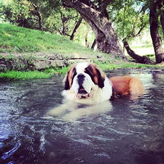 St Bernard dog in the water