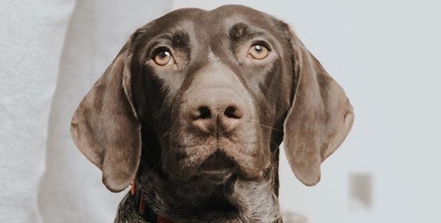 60+ Unique Female Hunting Dog Names – The Paws