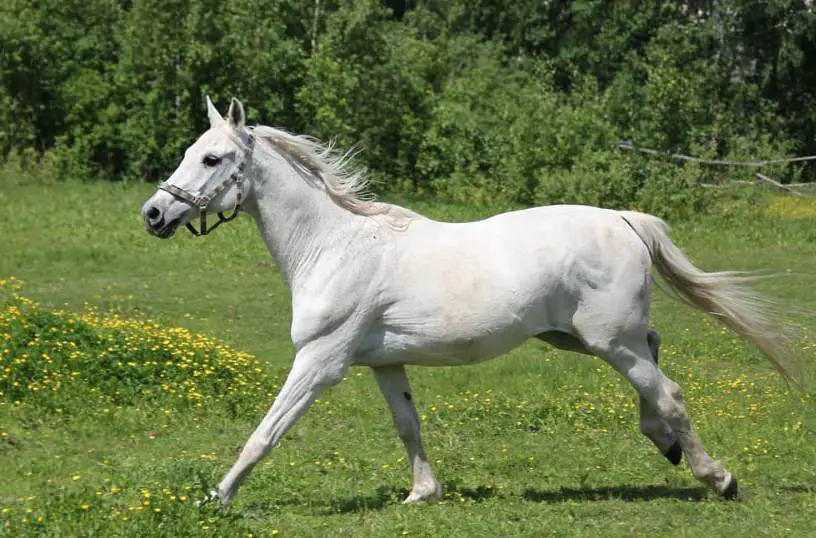 90 White Horse Names The Paws