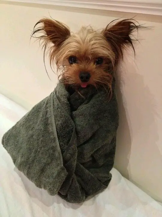 Yorkshire Terrier wrapped in towel after a bath