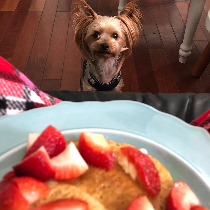 Yorkshire Terrier staring at food